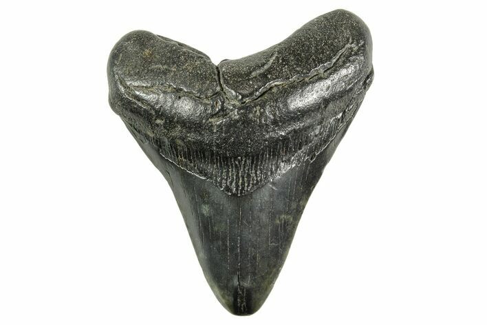 Fossil Megalodon Tooth - South Carolina #365794